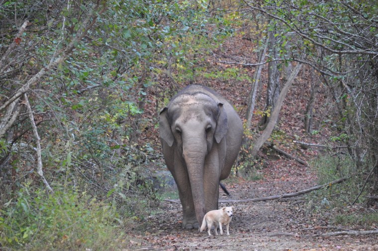 The Elephant Sanctuary