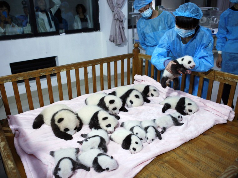 A breeder puts a giant panda cub into a crib at Chengdu Research Base of Giant Panda Breeding in Chengdu, Sichuan province, September 23, 2013. Fourte...