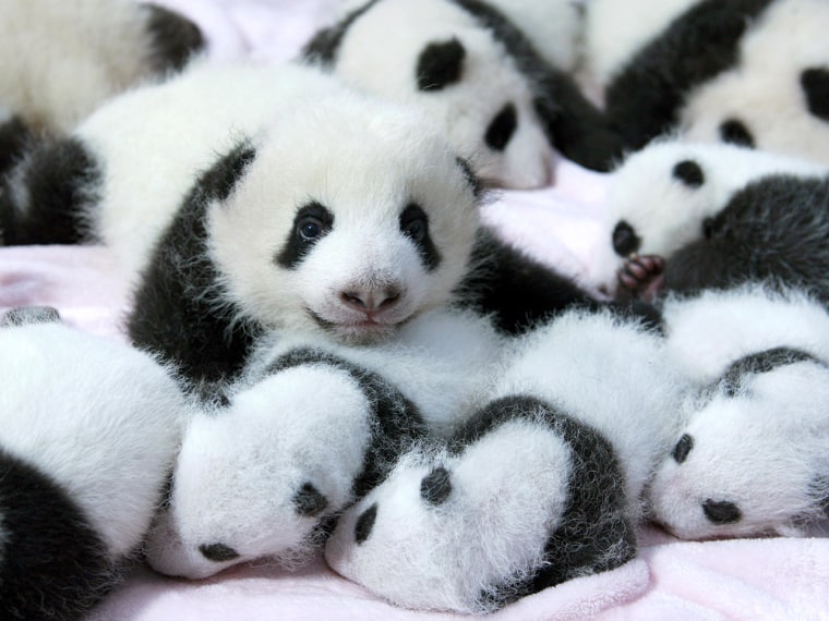 Giant panda cubs lie in a crib at Chengdu Research Base of Giant Panda Breeding in Chengdu, Sichuan province, September 23, 2013.