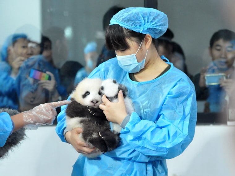 Staff lay panda cubs on a bed for members of the public to view at Chengdu Research Base for Giant Panda Breeding on September 23, 2013 in Chengdu, Sichuan Province of China.