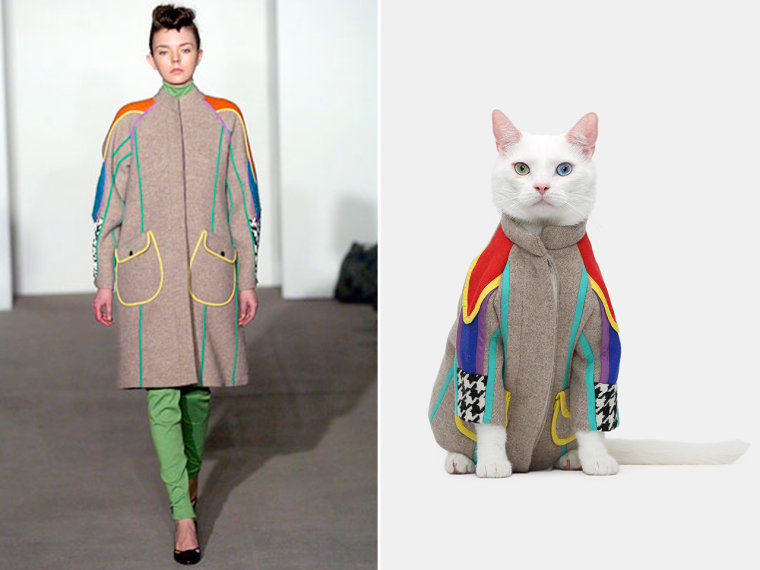 25 Cats who own the runway