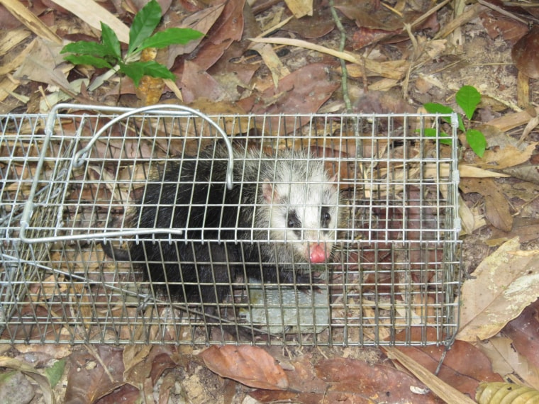 This 'moonrat' is among the last of a dwindling population of small mammals still living on the islands of the Chiew Lake Reservoir.