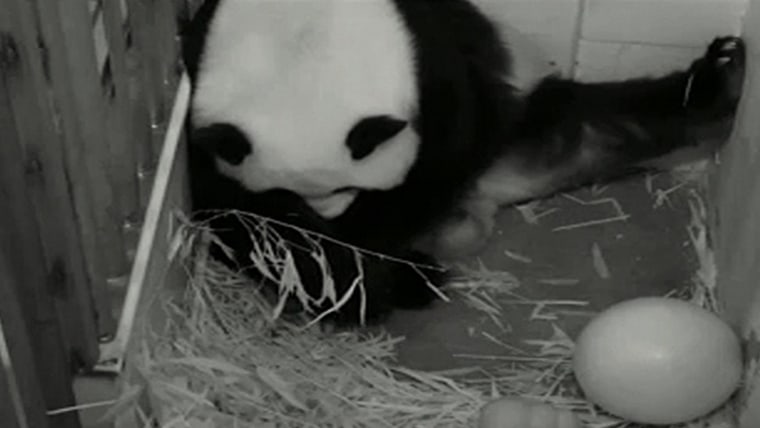Panda panic! Animal cam goes dark as federal government shuts down