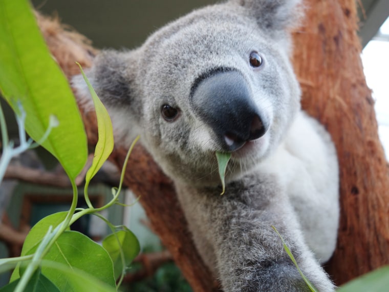 A koala poses for his selfie.