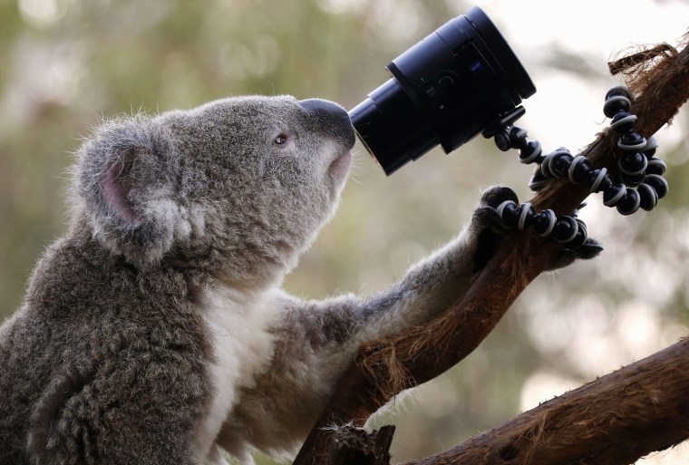 A koala looks at a camera as it sits atop a branch in its enclosure.