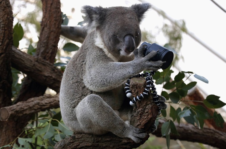 A koala that was born with a damaged eye looks at a camera as it sits atop a branch in its enclosure.