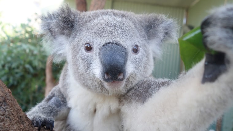 A koala takes a selfie at Sydney Zoo in Sydney on April 3.