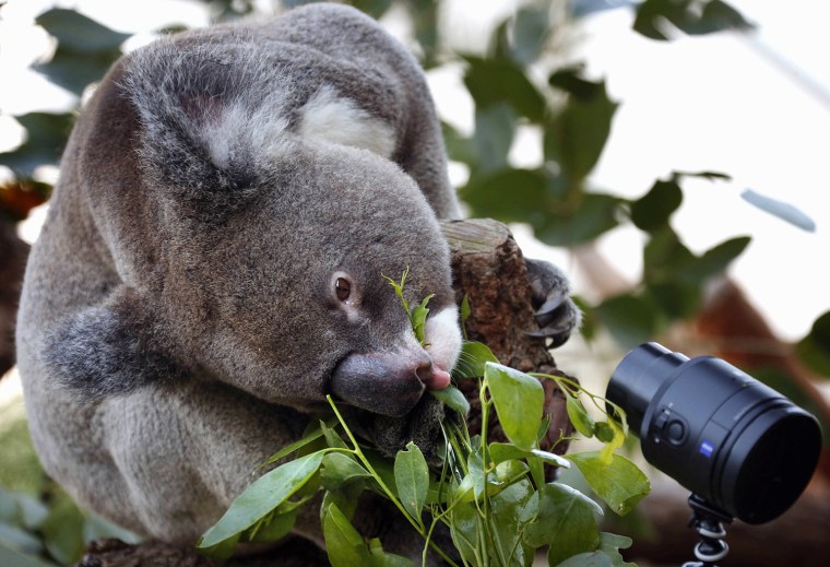 One koala takes a selfie camera at Wild Life Sydney Zoo.
