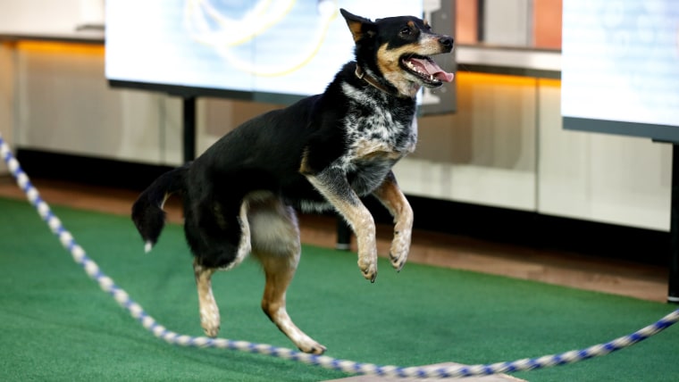 dog jumping rope guinness world record