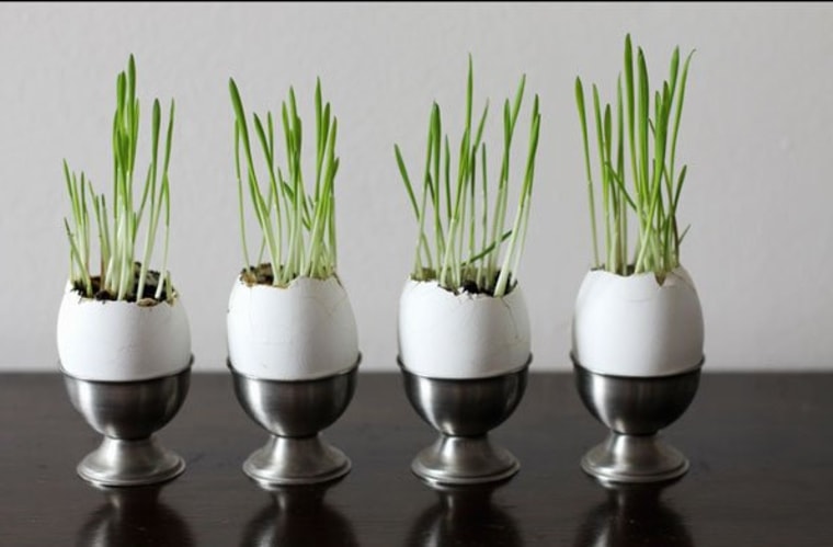 Eggshell planters