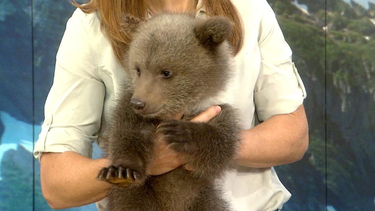 Bring your bear cub to work day.