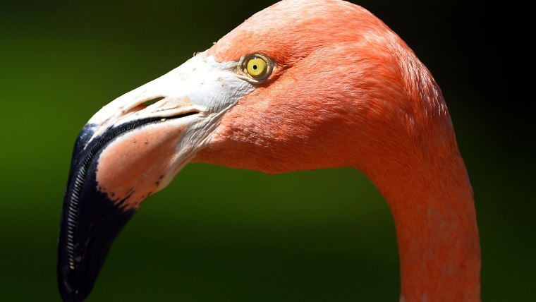 Image: Flamingo head