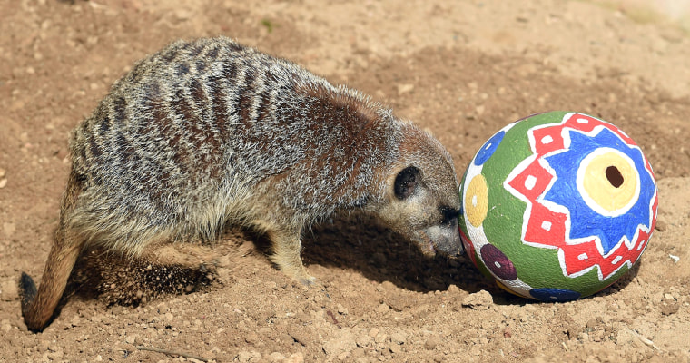 Image: A meerkat investigates her Easter present