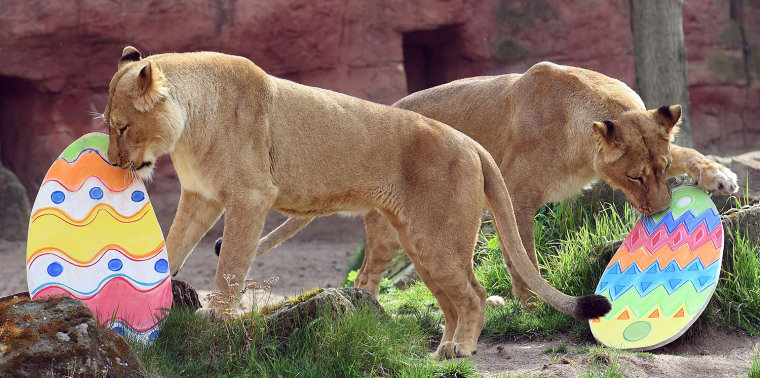 Image: Two lionesses play with their Easter decorations
