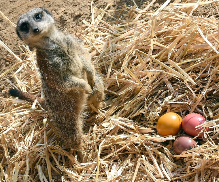 Image: Meerkat with Easter goodies