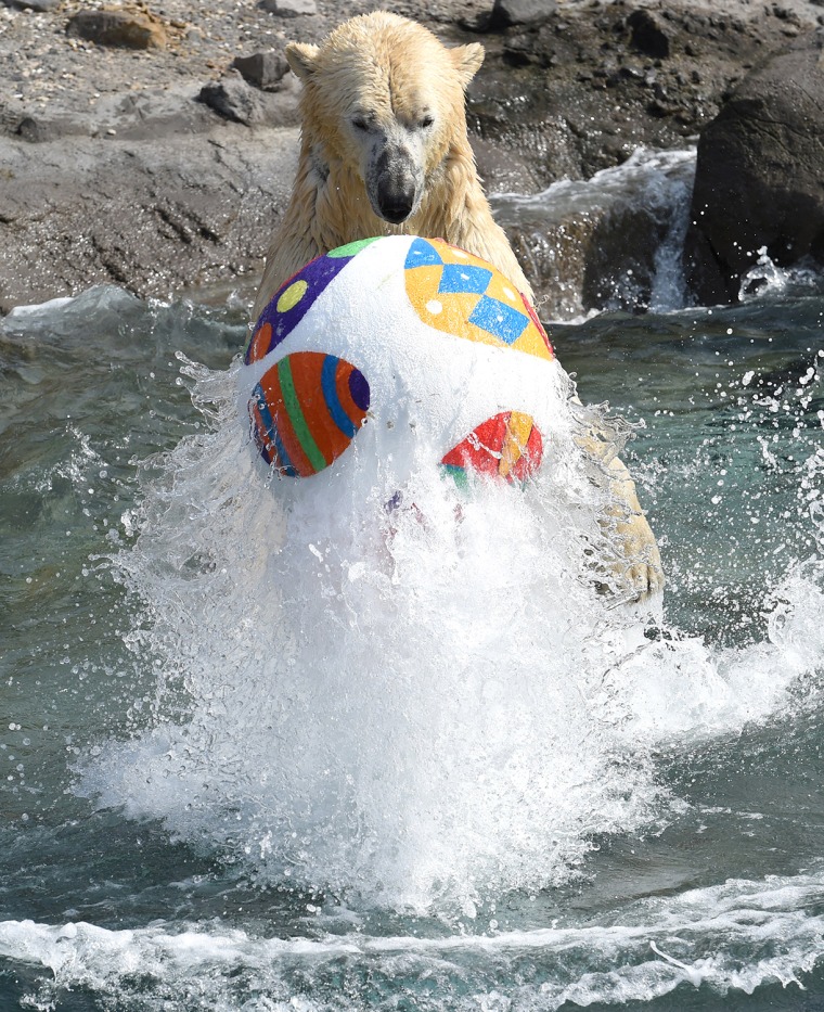 Image: A polar bear swims with an Easter treat