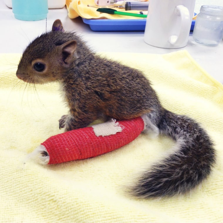 An adorable baby squirrel is healing up at City Wildlife in Washington, D.C., from a broken ankle suffered on a fall from a tree earlier this month.