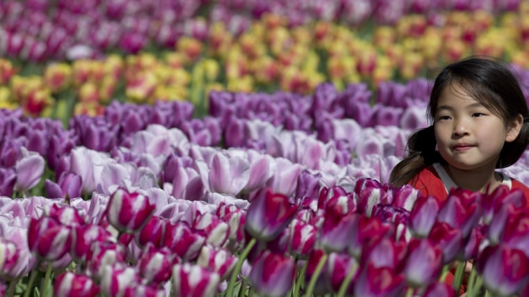 A girl poses in a sea of tulips at Keukenhof on April 17, 2014, near Amsterdam, Netherlands,