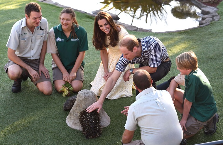 Britain's Prince William (top 2nd R) and his wife Catherine, the Duchess of Cambridge (C), pat two echidnas after watching a bird and Australian nativ...