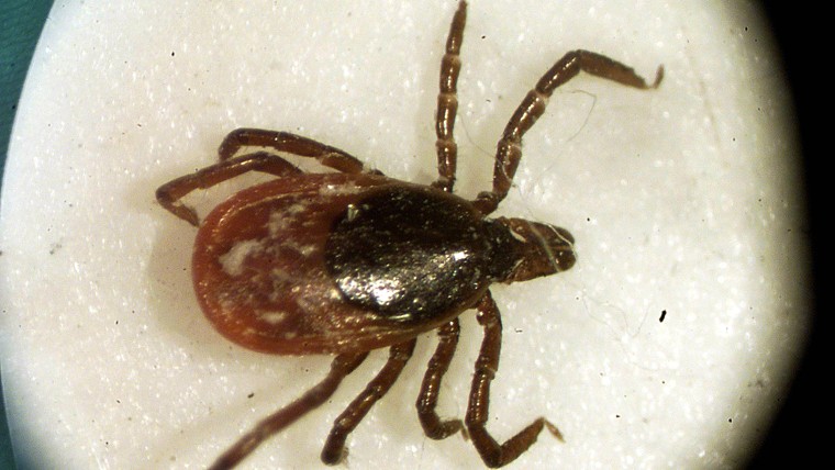 A female deer tick seen under a University of Rhode Island microscope in the entomoloy lab in...