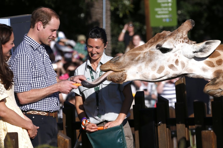 Britain's Prince William reacts as he and his wife Kate, the Duchess of Cambridge, left, feed giraffes during a visit to Sydney's Taronga Zoo, Austral...