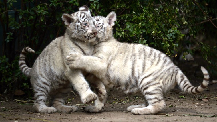 Image: Two white tiger cubs play at a zoo