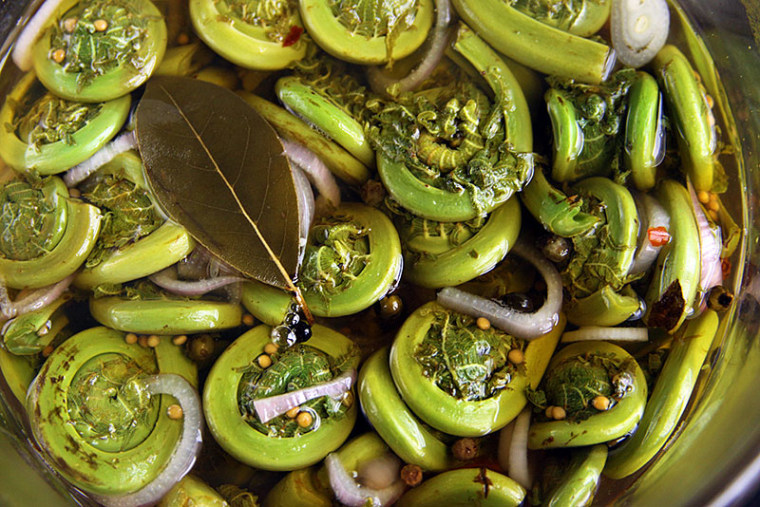 Quick pickled fiddleheads