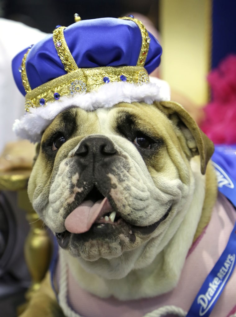 Lucey sits on the throne after being crowned the winner of the 35th annual Drake Relays Beautiful Bulldog Contest, Monday, April 21, 2014, in Des Moin...