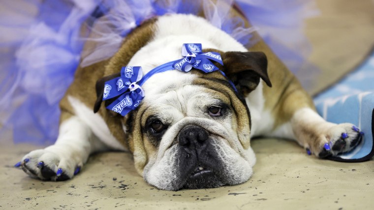 Stella lies during judging at the 35th annual Drake Relays Beautiful Bulldog Contest, Monday, April 21, 2014, in Des Moines, Iowa. The pageant kicks o...