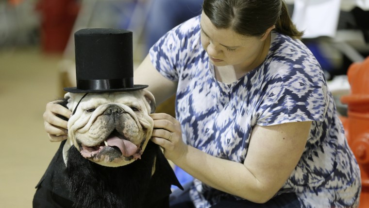 Colleen Kelley, of Iowa City, Iowa, fixes the hat on her dog Bruce during judging at the 35th annual Drake Relays Beautiful Bulldog Contest, Monday, A...