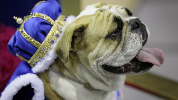 Lucey sits on the throne after being crowned the winner of the 35th annual Drake Relays Beautiful Bulldog Contest, Monday, April 21, 2014, in Des Moin...