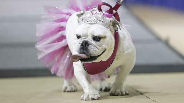 Gracie walks across the stage during judging at the 35th annual Drake Relays Beautiful Bulldog Contest, Monday, April 21, 2014, in Des Moines, Iowa. T...