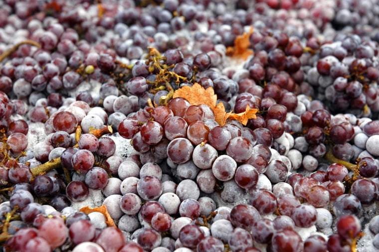 Frozen Pinot Gris grapes