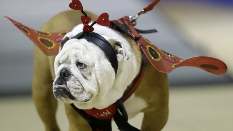 Linus the Love Bug walks across the stage during judging at the 35th annual Drake Relays Beautiful Bulldog Contest, Monday, April 21, 2014, in Des Moi...