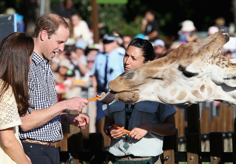 Britain's Prince William reacts as he and his wife Duchess Kate feed giraffes during their Taronga Zoo visit on April 20, 2014.