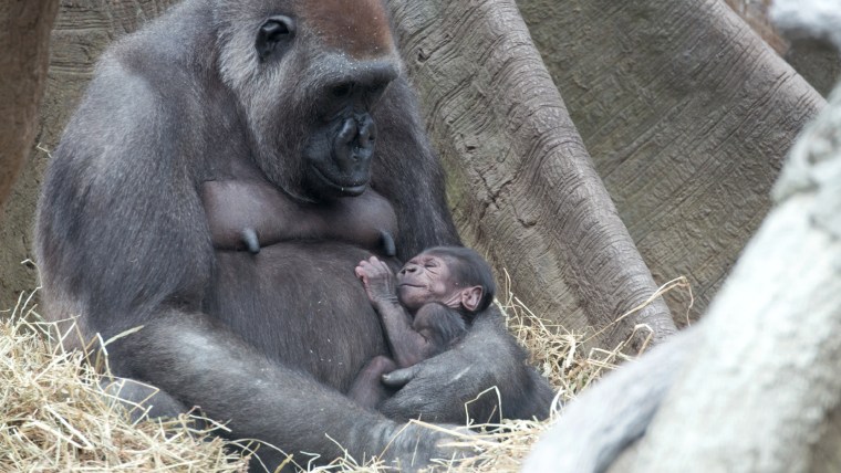 Gorillas snuggle with mom