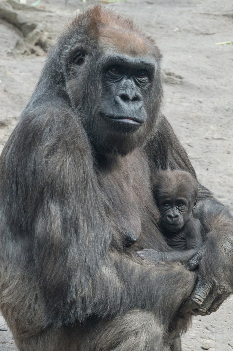 A gorilla cradles its baby.