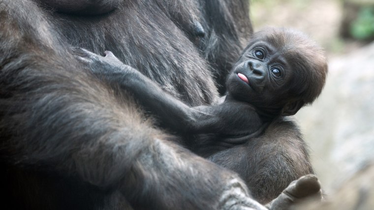 A baby gorilla spots the camera while resting in its mother's arms.