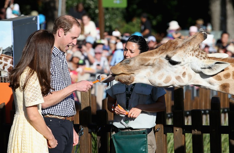 Will and Kate feed giraffes at Taronga Zoo on April 20 in Sydney. Australia and New Zealand are hoping tourists will book trips to take the same path.