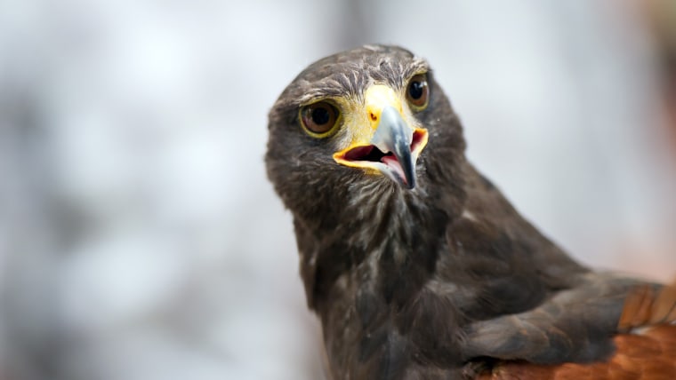 Image: A Desert Hawk
