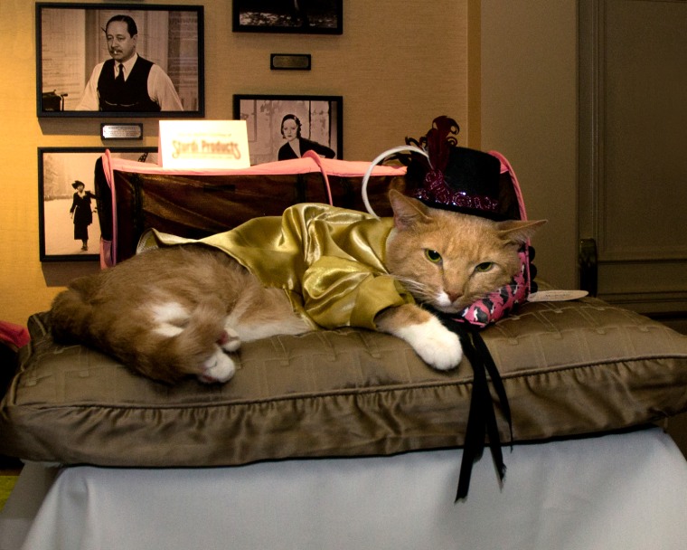 Vito Vincent, the formerly homeless feline star of Broadway’s “Breakfast at Tiffany’s” and the TV shows “30 Rock” and “The Colbert Report,” strikes a ...