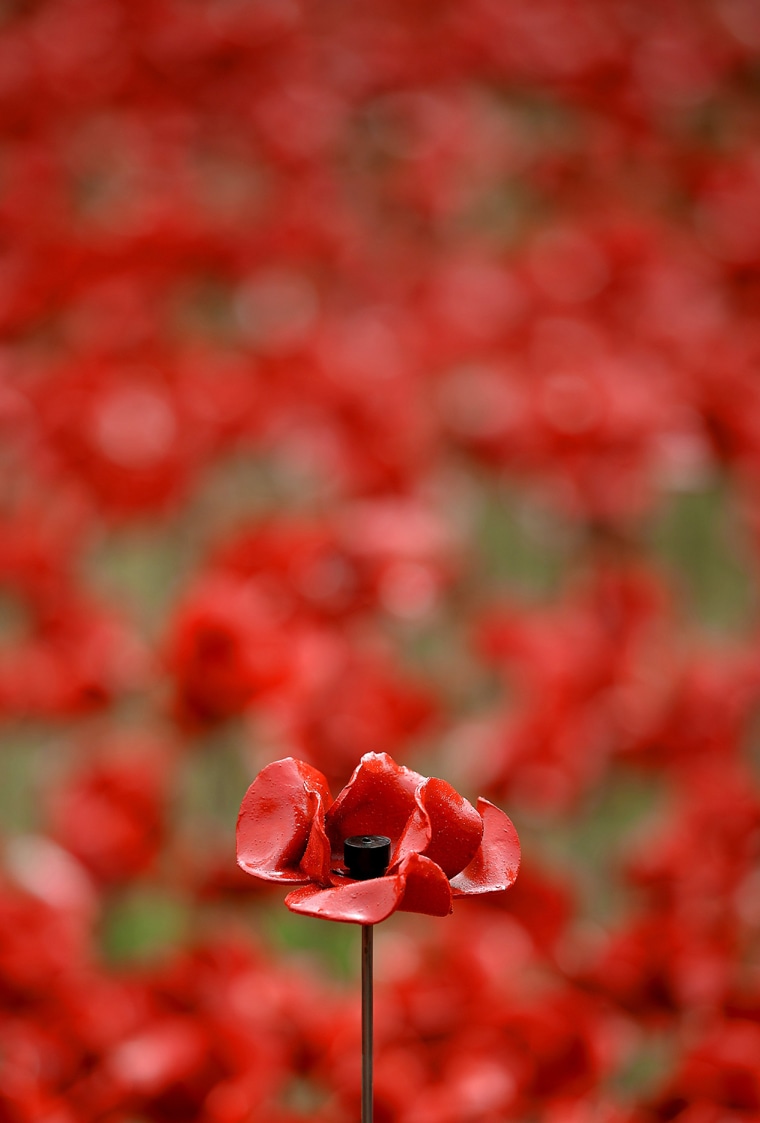 LONDON, UNITED KINGDOM - AUGUST 05:  A ceramic poppy is on display with others at The Tower of London's 'Blood Swept Lands and Seas of Red' ceramic po...