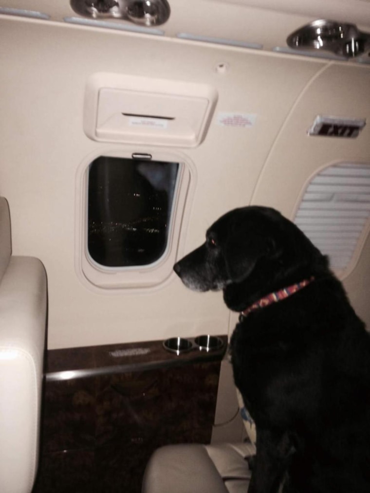 Helen Rich, an heir to the Wrigley fortune, had two of her personal assistants accompany Lady on a private jet to transfer the dog from a Kansas shelt...