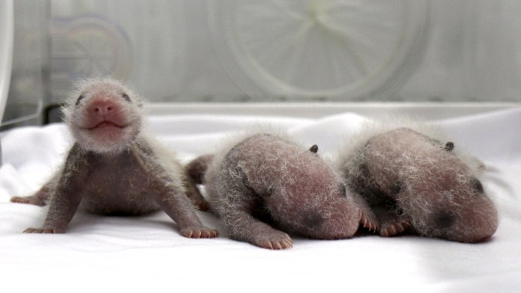 Newborn giant panda triplets, which were born to giant panda Juxiao (not pictured), are seen inside an incubator at the Chimelong Safari Park in Guang...