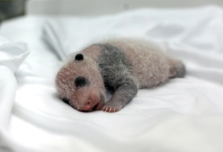 A newborn giant panda cub, one of the triplets which were born to giant panda Juxiao (not pictured), is seen inside an incubator at the Chimelong Safa...