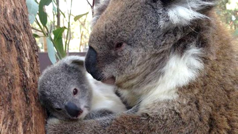 Taronga Western Plains Zoo in New South Wales, Australia, has a lovely new flower to share with visitors. A female Koala joey, named â€œRoseaâ€, has ...