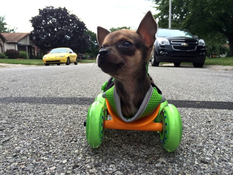 Dog takes owner for ride in dog cart 