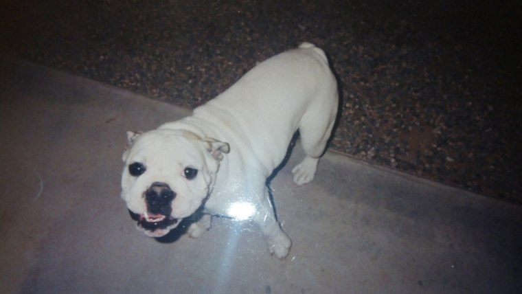Fatcat, a two-year-old white English bulldog, was most likely stolen for breeding because of her pure white color.
