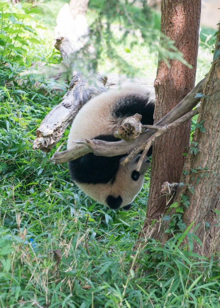 Bao Bao