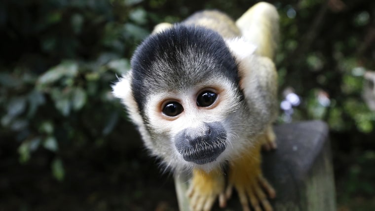 Image: A monkey looks into a camera